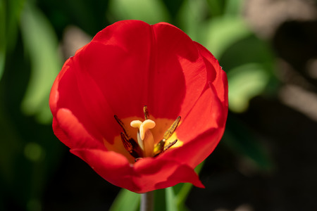 a red tulip stands in front of a tulip fieldの写真素材