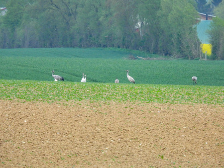 a group of cranes looking for food on a ploughed fieldの写真素材
