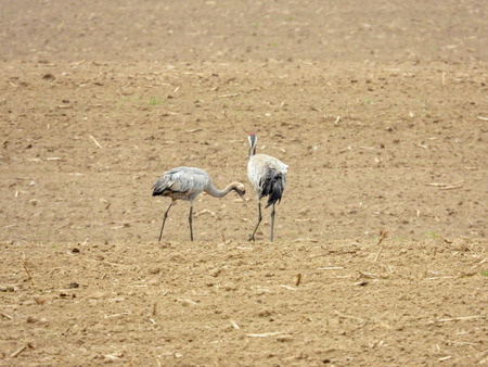 a group of cranes looking for food on a ploughed fieldの写真素材