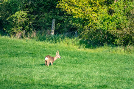 a young deer runs across a green meadow and eats grassの写真素材