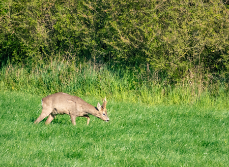 a young deer runs across a green meadow and eats grassの写真素材
