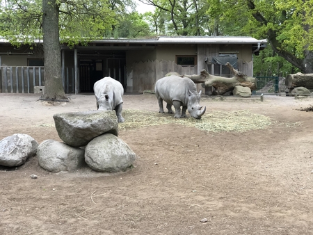 a group of rhinos from a zoo eating hayの写真素材