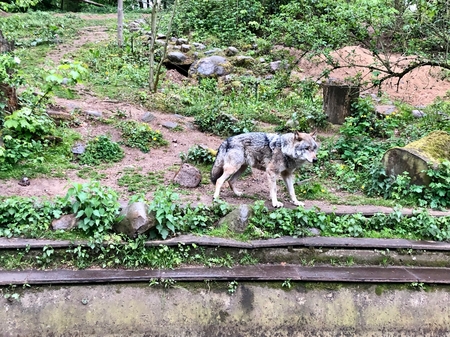 a wolf stands in the enclosure of a zooの写真素材