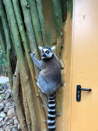 a lemur hangs on the outside wall of a zoo building and looks around