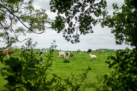 a herd of black and white cows stands on a green meadow and the sky is overcastの写真素材