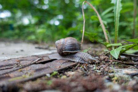 a big vineyard snail crawls leisurely across the groundの写真素材