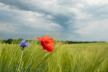 dunkle Gewitterwolken ziehen Ã¼ber grÃ¼ne Felder und rote Mohnsamen im Vordergrund hinwegの写真素材