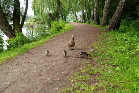 very small mallard ducklings walk along the path along the lakeの写真素材