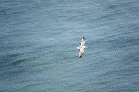 A seagull glides over the blue sea and is photographed from above.の写真素材