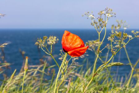 a red poppy stands on the steep coast by the seaの写真素材
