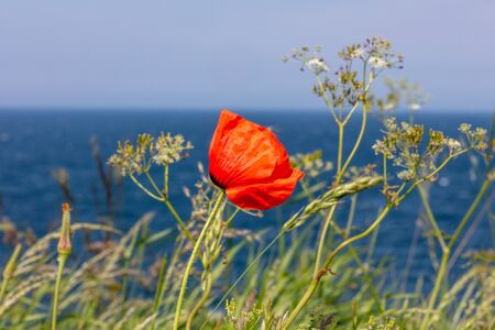 a red poppy stands on the steep coast by the seaの写真素材