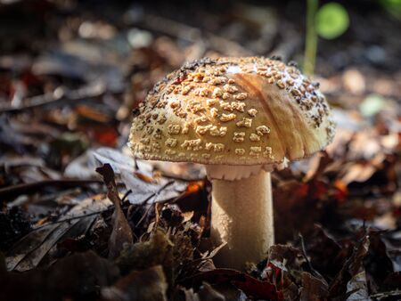 brown fly agaric stands in the forest and is surrounded by brown leavesの写真素材