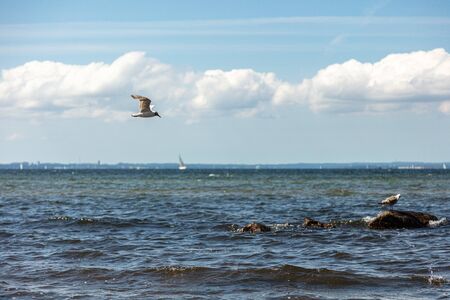 a seagull flies near the beach over the seaの写真素材