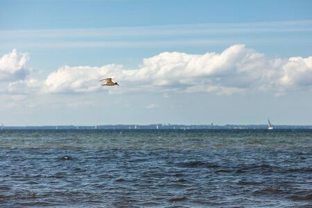 a seagull flies near the beach over the seaの写真素材