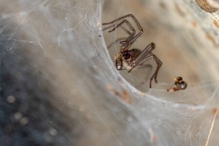 a spider comes out of its funnel web to eat its preyの写真素材