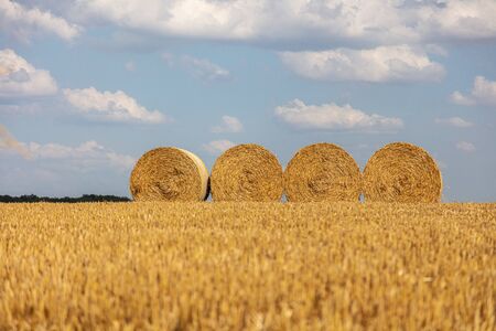 round straw bales lie on the field after the grain harvestの写真素材