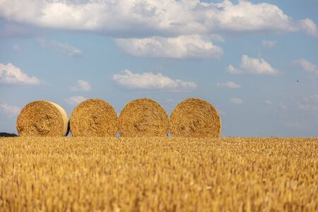 round straw bales lie on the field after the grain harvestの写真素材