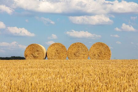 round straw bales lie on the field after the grain harvestの写真素材