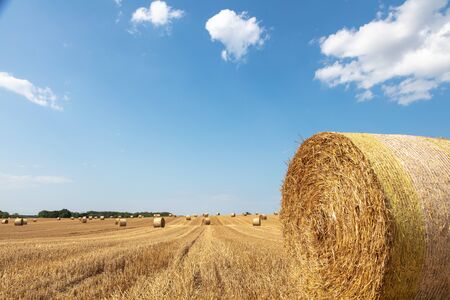 round straw bales lie on the field after the grain harvestの写真素材