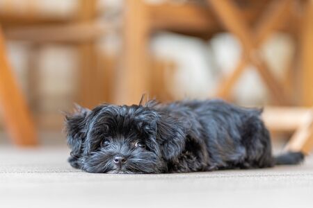 a black Bolonka Zwetna puppy looks into the camera