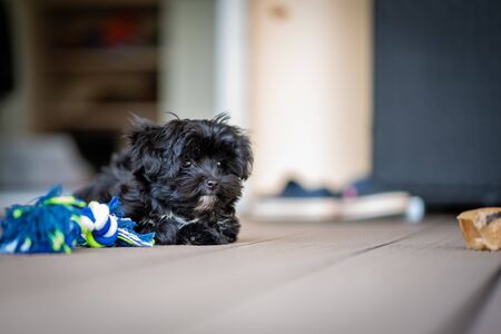 a black Bolonka Zwetna puppy looks into the camera