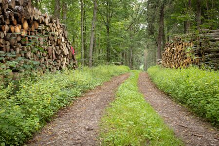 cut wood lies in large stacks on the left and right of a forest pathの写真素材