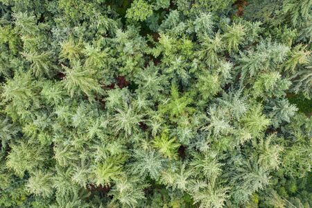 a top view of a green mixed forestの写真素材