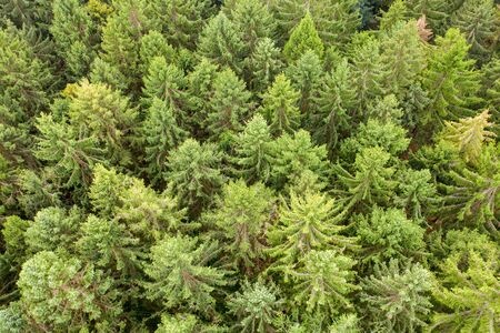 a top view of a green mixed forestの写真素材