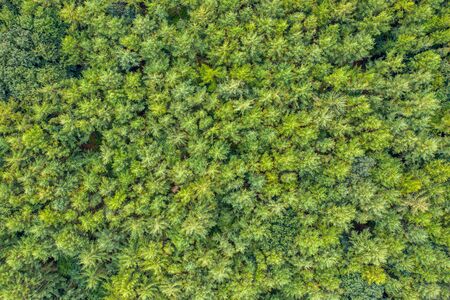 a top view of a green mixed forestの写真素材