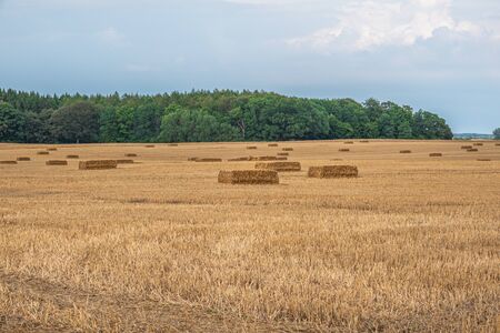 square straw bales lie on a field after the grain harvestの写真素材