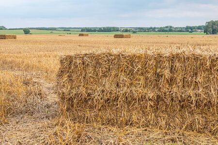 square straw bales lie on a field after the grain harvestの写真素材