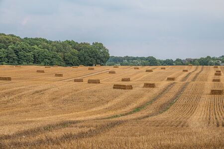 square straw bales lie on a field after the grain harvestの写真素材