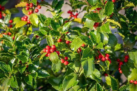 holly with red ripe fruits on the shrub stands in the morning sun and the leaves are still covered with morning dewの写真素材