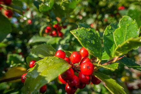 holly with red ripe fruits on the shrub stands in the morning sun and the leaves are still covered with morning dewの写真素材