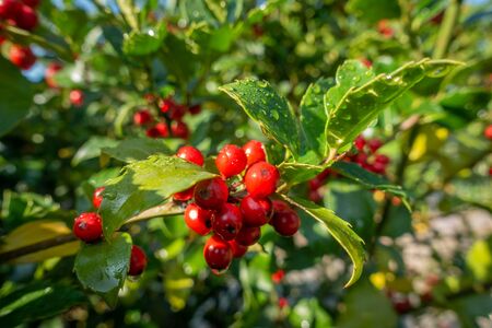 holly with red ripe fruits on the shrub stands in the morning sun and the leaves are still covered with morning dewの写真素材