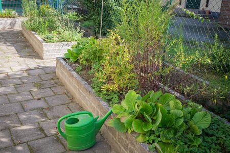 a green watering can stands in front of two herb bedsの写真素材