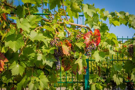 red grapes hang on a vine in the sunshineの写真素材
