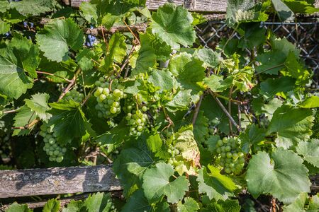 green grapes hanging from a vine in the sunshineの写真素材