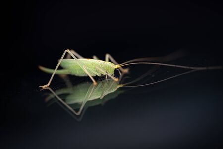 a green grasshopper is on a windshield and eats the remains of insectsの写真素材