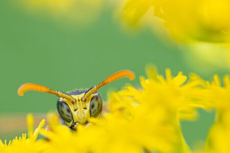on a macro photo a black and yellow wasp eats flower pollen