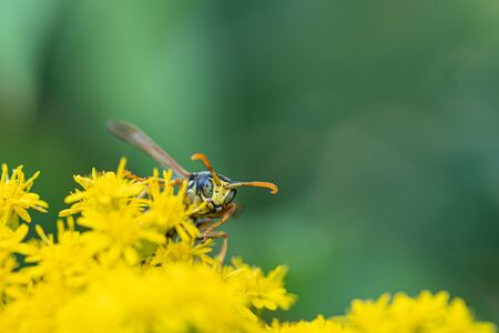 on a macro photo a black and yellow wasp eats flower pollen