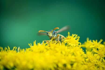 on a macro photo a black and yellow wasp eats flower pollenの写真素材