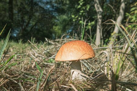 a stone mushroom with his bright brown hat stands on a clearingの写真素材