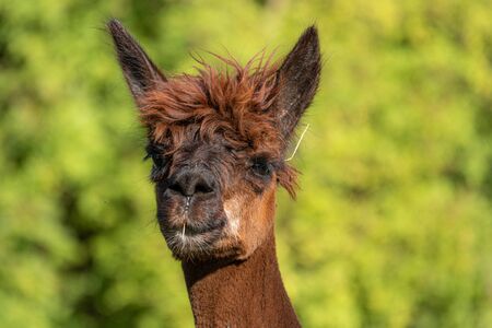 a white and two brown shorn alpacas stand on a pasture and look curiously into the cameraの写真素材
