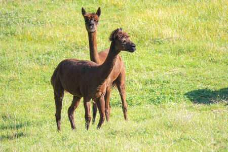 a white and two brown shorn alpacas stand on a pasture and look curiously into the cameraの写真素材