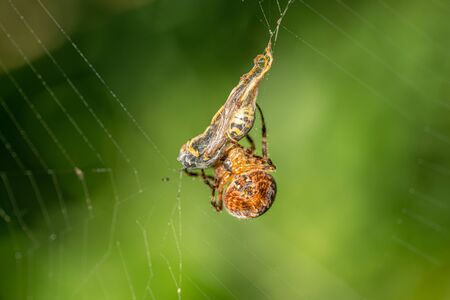 a big cross spider has caught a wasp as prey in its spider web and is now spinning it inの写真素材
