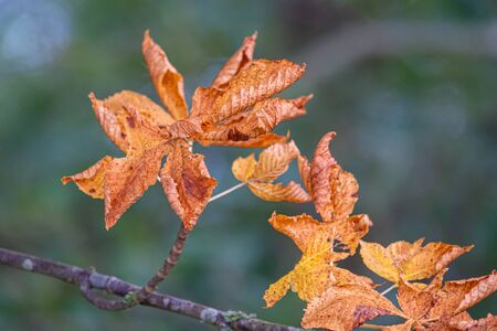 brown leaves hang from a chestnut tree in autumnの写真素材