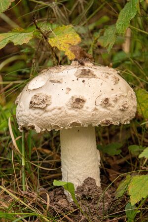 a large white mushroom with white hat and white trunk stands alone on a forest floor covered with leavesの写真素材