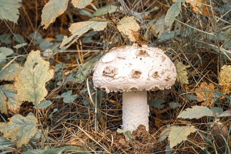 a large white mushroom with white hat and white trunk stands alone on a forest floor covered with leavesの写真素材