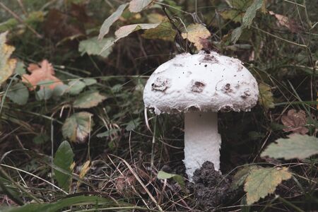 a large white mushroom with white hat and white trunk stands alone on a forest floor covered with leavesの写真素材